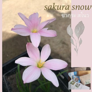 New!!! บัวดิน ซากุระสโนว sakura snow