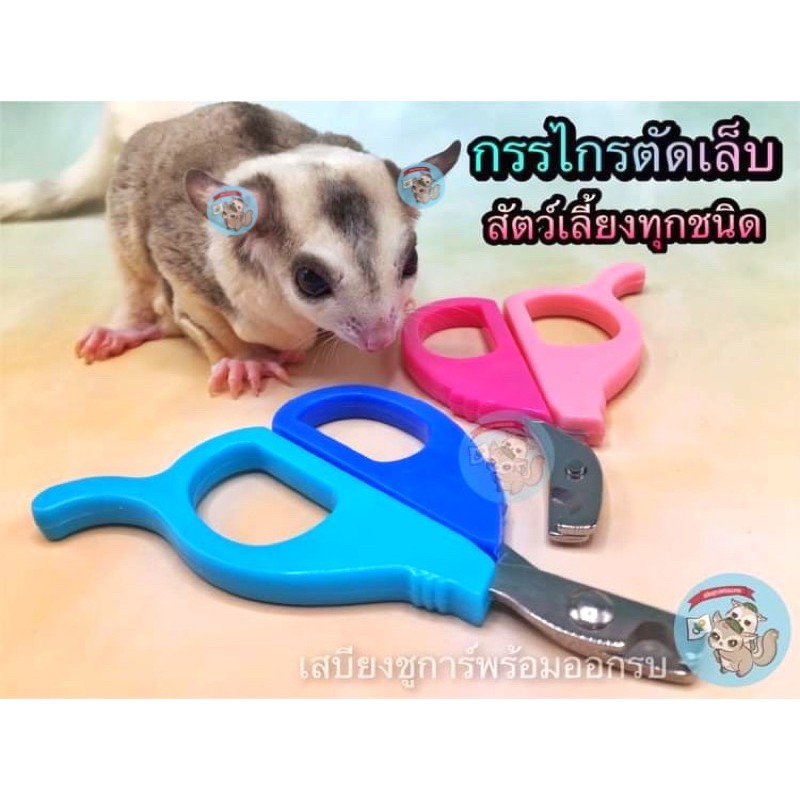 V ( กรรไกรตัดเล็บ ) ตัดเล็บสัตว์เลี้ยงทุกชนิด​ สัตว์เลี้ยง​ สัตว์เล็ก​ ชูการ์​ ชูก้า​ กระรอก​ สุนัข​ แมว​ บุชเบบี้​ ลิง