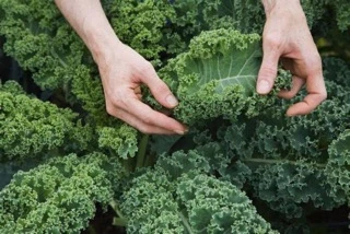 เมล็ดเคล เมล็ดเคลใบหยิก เมล็ดเคล เคล Kale 100+เมล็ดเกรดแท้นำเข้าอเมริกามีบริการเก็บเงินปลายทางผักเคลใบหยักOP
