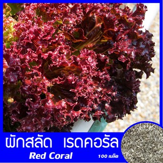 เรดคอรัล (Red Coral) 100 เมล็ด มีไฟเบอร์ ที่ช่วยบรรเทาอาการท้องผูก