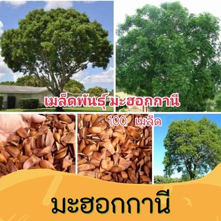 เมล็ดมะฮอกกานี เมล็ดพันธุ์  100 เมล็ด เก็บเมล็ดปีนี้ อัตาการงอกสูง