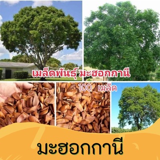 เมล็ดมะฮอกกานี เมล็ดพันธุ์  100 เมล็ด เก็บเมล็ดปีนี้ อัตาการงอกสูง