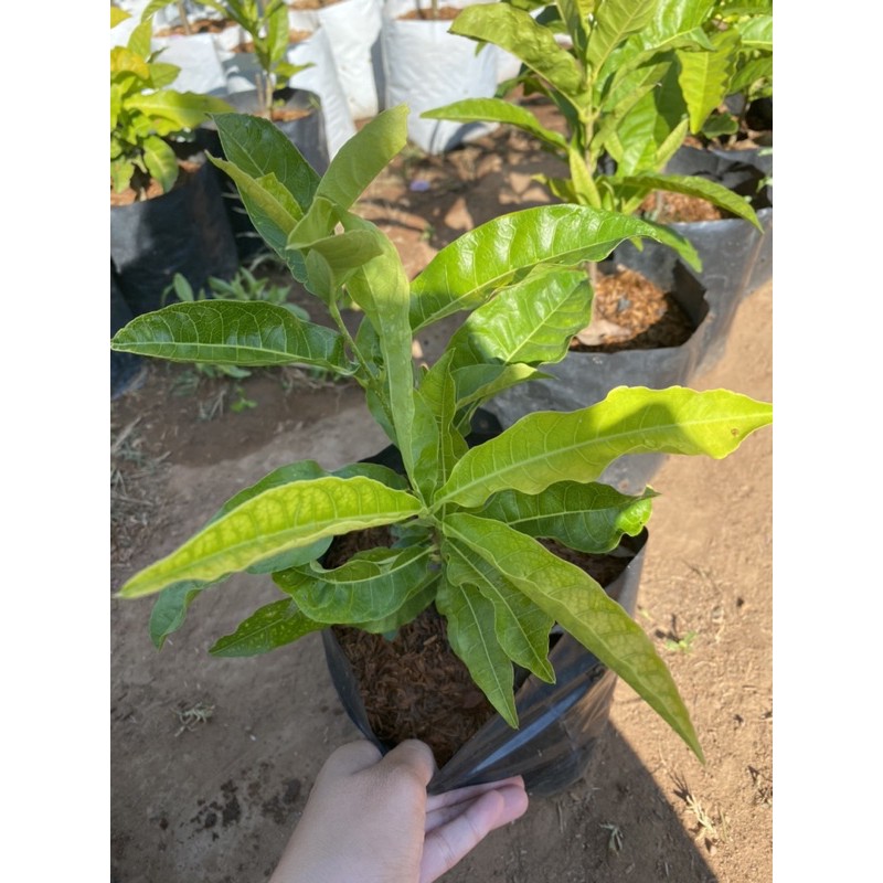 ต้นพวงครามขาว หรือ พวงเงิน ดอกสีขาวสวยมาก ✨✨ - รูปที่ 3