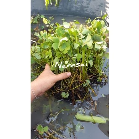 ผักแว่น 25฿ ต้นไม้น้ำ100กรัม สำหรับปลูก