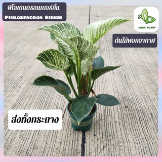 ต้นฟิโลเดนดรอนเบอร์กิ้น ต้นสูง30-35Cm. Philodendron Birkin ส่งทั้งกระถาง (ต้นไม้ฟอกอากาศ)