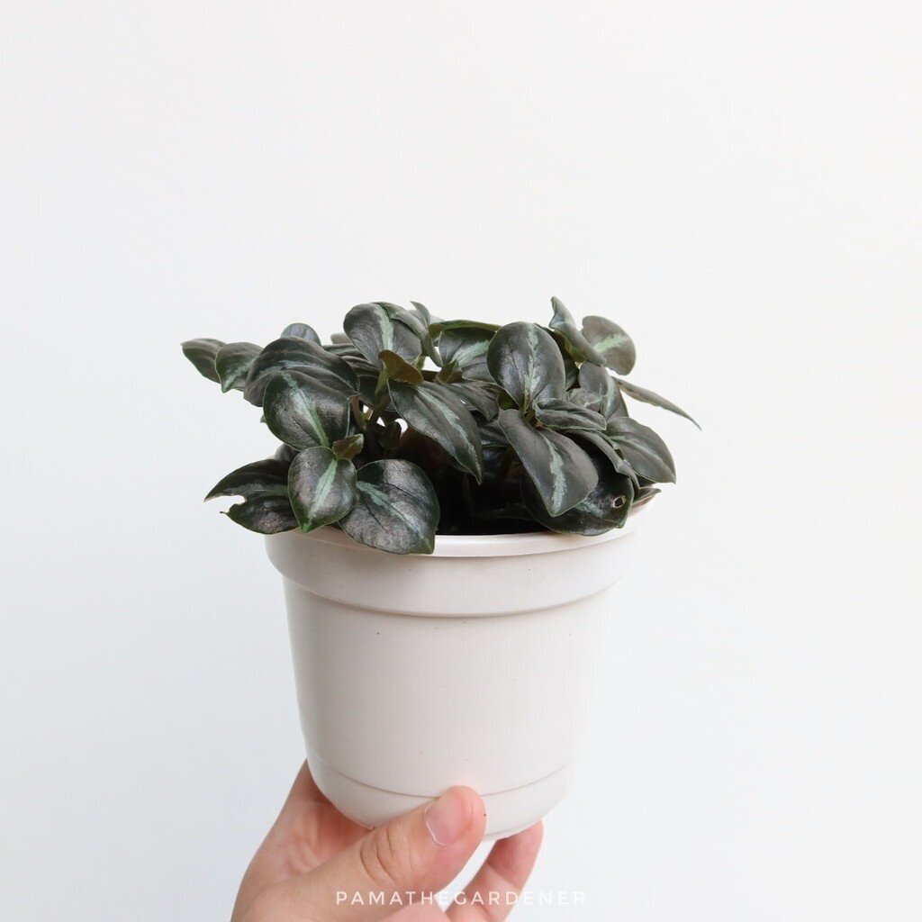 ต้นเปปเปอร์โรเมียกุหลาบ ในกระถาง 3 นิ้วพร้อมตั้ง (กระถางดำ)