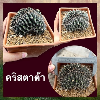 กระบองเพชร 🌵ยิมโนคริส🌵 💥💥ขนาดใหญ่ 10 cm💥💥