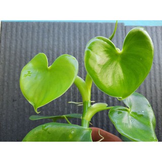 ฟิโลเดนดรอนใบรูปหัวใจ (Philodendron grazielae) น่ารักๆ