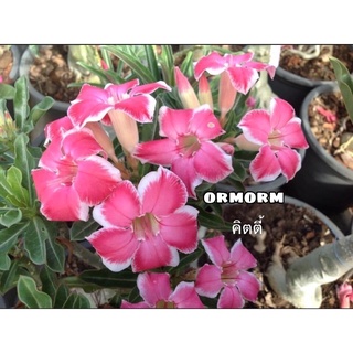 ชวนชมดอกชั้นเดียว - คิตตี้