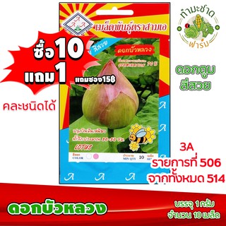 (ซื้อ10แถม1) เมล็ดพันธุ์ ดอกบัวหลวง Lotus ประมาณ 10เมล็ด 3A สามเอ ผักสวนครัว เมล็ดพันธุ์พืช เมล็ดผัก เม็ดผัก พืชผัก