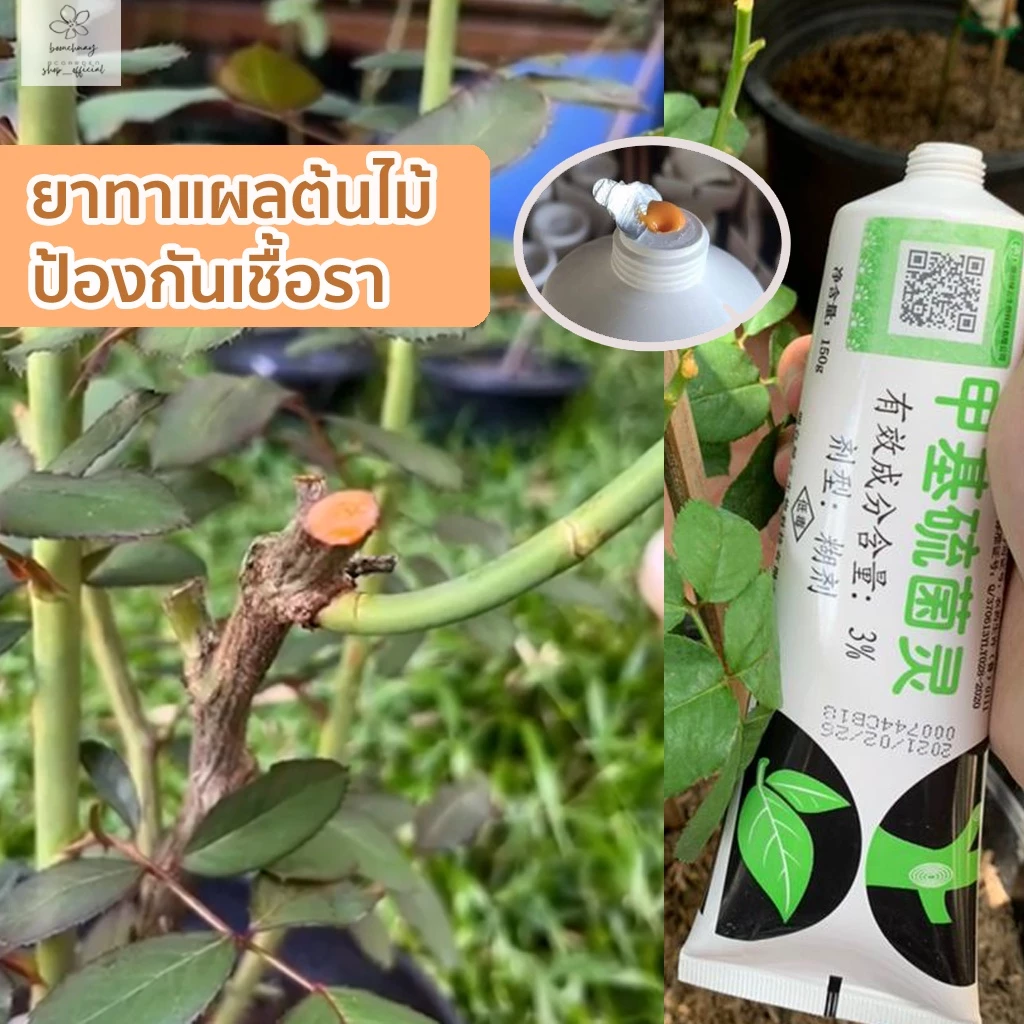 ยาทาแผลต้นไม้ ของแท้100% ป้องกันเชื้อรา มอนสเตอร่า พิโล เงินไหล บอนไซ แคคตัส ชวนชม บอนไซ ยาทาต้นไม้ 150 กรัม