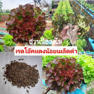 เมล็ดพันธุ์ผักสลัดเรดโอ๊คใบกลมใหญ่100+เมล็ด(มีเก็บเงินปลายทาง)