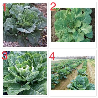 เมล็ดพันธุ์ ปูเล่ฝรั่ง (Collard) บรรจุ 100 และ 300 เมล็ด มีให้เลือก 4 ชนิดค่ะ