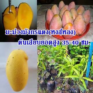 1 ต้น ต้นพันธุ์มะม่วงมังกรแดง(Reddragon Mango) หรือมะม่วงพันธุ์หงส์หลง ต้นเสียบยอดสูง 35-40 ซม.จัดส่งพร้อมถุงเพาะชำ