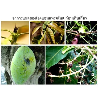 อะซอกซีสโตรบิน (azoxystrobin)( 1L ) ใช้ป้องกันกำจัดโรคพืช แอนแทรคโนส ใบไหม้ ใบขีด ใบจุด โรคราสนิม