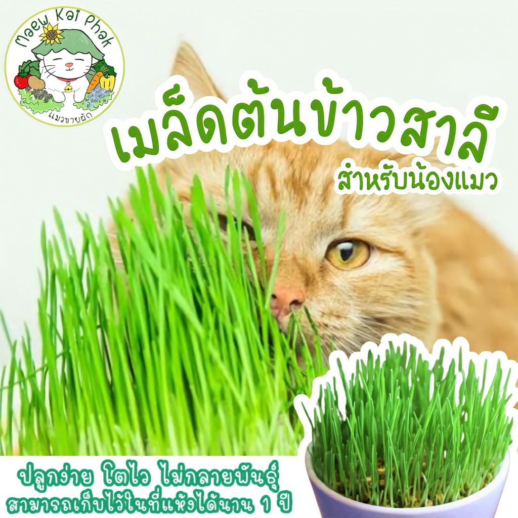 เมล็ดพันธุ์ หญ้าแมว (เมล็ดต้นข้าวสาลี) บรรจุ 200 เมล็ดพันธุ์แท้ นำเข้าจากต่างประเทศ ปลูกผัก สวน หญ้าแมว ต้นหญ้าแมว ถูก