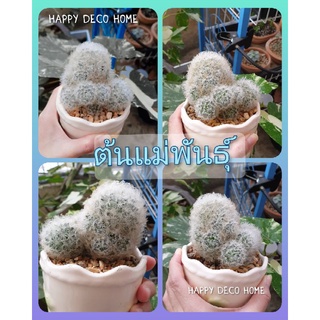 แคคตัส แมมมิลาเรีย ขนนกขาว หรือแมมขนนกขาว (Mamillaria plumosa) ขนาด4-8เซน. ลุ้นดอก ไม้บ้านดูแลเองทุกต้น