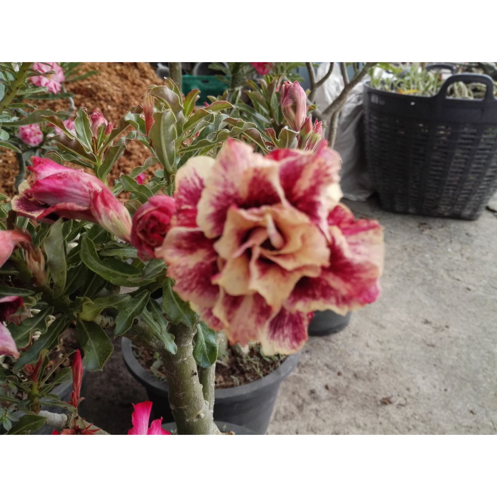 โกลเด้นเยียร์ golden year ต้นชวนชม ดอกซ้อน adenium desert rose plant