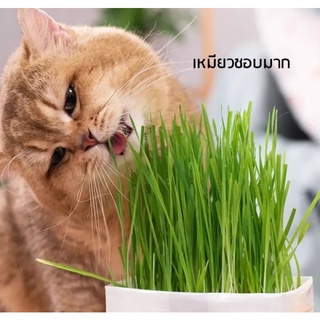 เมล็ดข้าวสาลีนำเข้าเกรดพรีเมี่ยม Organic 100%  เมล็ดข้าวสาลีคัดพิเศษ หญ้าแมว สารอาหารสูง Organic