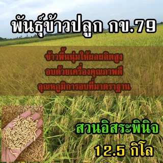 ข้าวปลูก กข79 ขนาด 12.5 กิโลกรัม