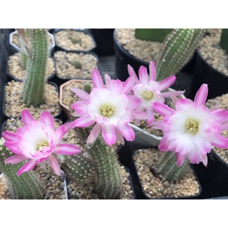 อิชินอปเลื้อยดอกชมพู สวยมาก Echinopsis