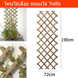 โครงไม้เลื้อย ระแนงไม้เลื้อย ซุ้มไม้เลื้อย ระแนงบังตา ขนาด 72x190ซม. (1 อัน) Trellis Outdoor 72x190cm (1 unit)