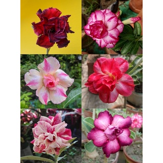 12 เมล็ด เมล็ดพันธุ์ ชวนชม สายพันธุ์ฮอลแลนด์ คละสี Adenium Seeds