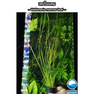 เทปใบแคบ – Vallisneria narrow leaf พร้อมปลูก ต้นไม้น้ำ ต้นไม้น้ำพร้อมปลูก  ***กรุณาอ่านรายละเอียดก่อนสั่งซื้อ***