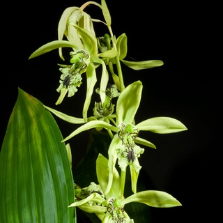 เอื้องเทียน แพนดูลาต้า Coelogyne pandurata