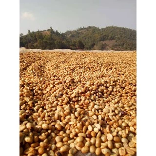 MT Honey Process ขนาด 250g. Full City+ Roast เมล็ดกาแฟดอยแม่จันใต้ คั่วกลางค่อนเข้ม คั่วใหม่