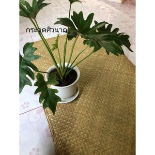 เสื่อกระจูด สาดจูด เสื่อปูพื้น เสื่อสานทะเลน้อย