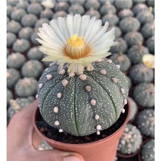 แอสโตรไฟตั้ม แอสทีเรียสไม้เมล็ด(Astrophytum asterias)