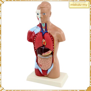 Human Torso Body Model Anatomy Doll 7 Removable Parts Heart Head Model Kids Learning Toy 1KTZ