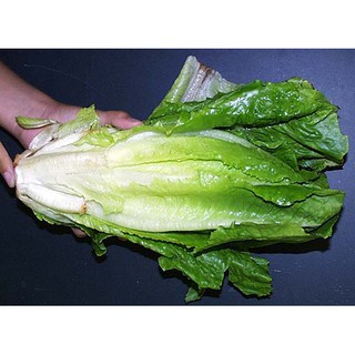 เมล็ด ผักสลัด ปารีสไอแลนด์ - PARRIS ISLAND COS ROMAINE LETTUCE