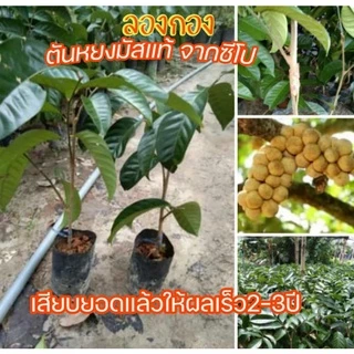 ต้นลองกองตันหยงมัสแท้ จากซีโป เสียบยอด นราธิวาสเมืองแห่งลองกองหอมหวาน