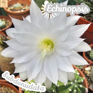 [อิชินอปซับเดนูดาต้า] Echinopsis Subdenudata ส่งพร้อมกระถาง แคคตัส Cactus Succulent ไม้หายาก พืชอวบน้ำ ไม้ทะเลทราย