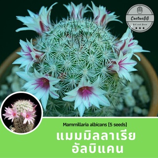 Mammillaria albicans (5 เมล็ด)