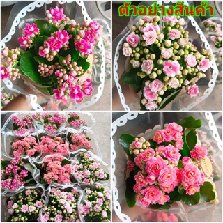 (1ต้น)(ขาย ต้นพันธุ์) ดอก ต้น กุหลาบหินฮอลแลนด์ ต้นกุหลาบหินฮอลแลนด์ กุหลาบหิน ฮอลแลนด์ ต้นกุหลาบหิน สี ชมพู โอรส Kanokw