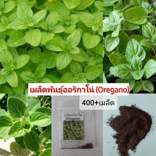 เมล็ดพันธุ์ออริกาโน (Oregano)