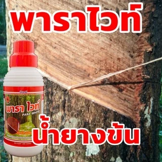 ฅนขี่ม้า พาราไวท์ ขนาด 1 ลิตร พาราไวท์อาหารเสริมยางพารา ปุ๋ยทาหน้ายาง ยาทาหน้ายาง