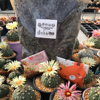 ดินผสมพร้อมปลูก 1 กิโลกรัม สำหรับแคคตัสทุกสายพันธุ์ จากฟาร์ม cactusdreamyok ต้นไม้ กระบองเพชร cactus