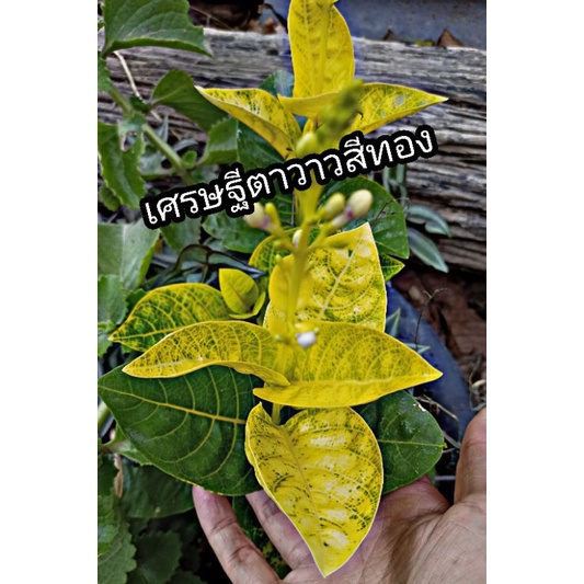 ต้นเศรษฐีตาวาว(สีทอง)ใบสวยมาก ส่งห่อตุ้มดิน พร้อมลงดินหรือกระถาง