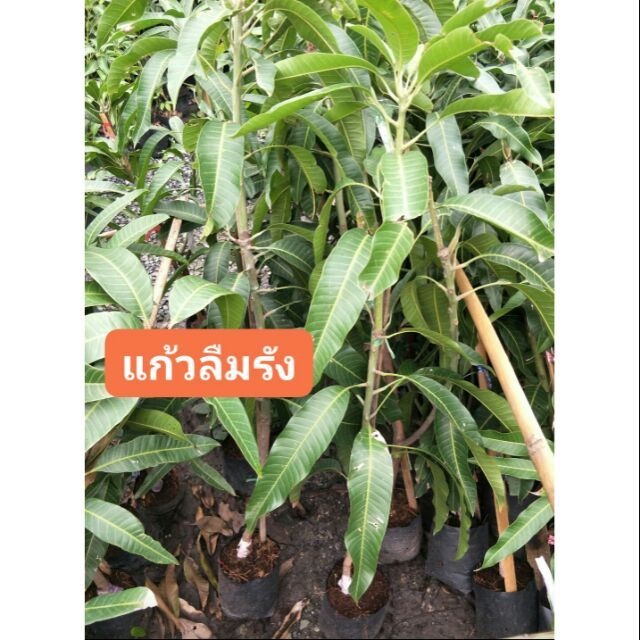 ชุด2ต้น มะม่วงแก้วลืมรัง มะม่วงโบราณ มีบริการเก็บเงินปลายทาง