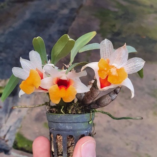 ชุดใหม่ กล้วยไม้จิ๋ว เอื้องแซะใบหม่น Dendrobium bellatulum เอื้องแซะภู เอื้องแซะดอยปุย กล้วยไม้จิ๋ว กล้วยไม้ดอกหอม