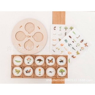 Life cycle Plate montessori toyวงจรชีวิตสัตว์-พืช เรียนรู้ผ่านการเล่น ดีกว่าการท่องจำ