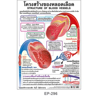 INTOP By OST Plastic Poster โปสเตอร์พลาสติก สื่อการเรียนรู้ Blood Vessels โครงสร้างของหลอดเลือด: 50x70 Cm #EP-296