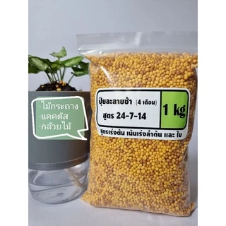 【สินค้ามีจำนวนจำกัด】🔥ปุ๋ยละลายช้า🔥มัลติเทค1กิโลกรัม (แบ่งขาย) สูตร 24-7-14 4เดือน