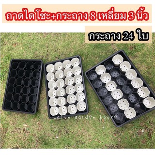 ⚪️⚫️ชุดถาดไดโซะ กระถางแปดเหลี่ยมขนาด 3 นิ้ว 24 ใบ สุดคุ้มยกเซต ❗️❗️ สินค้าพร้อมส่งจ้า