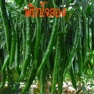 เมล็ดพริกโจลอง 500/100 เมล็ด สายพันธุ์ OP / F1 เมล็ดพริกยาวจีนยอดนิยม