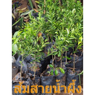 (4 ต้น)🍊ต้นพันธุ์ส้มสายน้ำผึ้ง หรือส้มโชกุน🍊ต้นเสียบยอด สูงประมาณ 40-45 ซม. 1ปี ติดผล รับประกันสายพันธุ์แท้